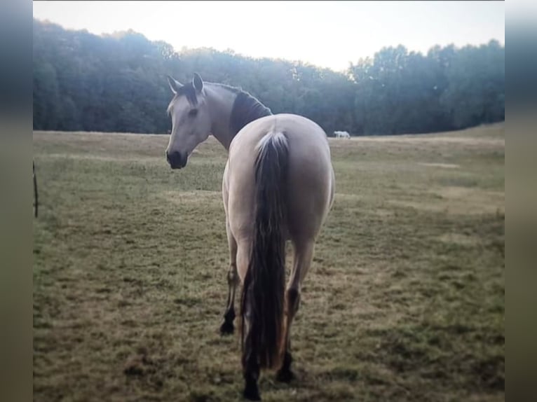 Andalou Hongre 8 Ans 165 cm Buckskin in Rossau