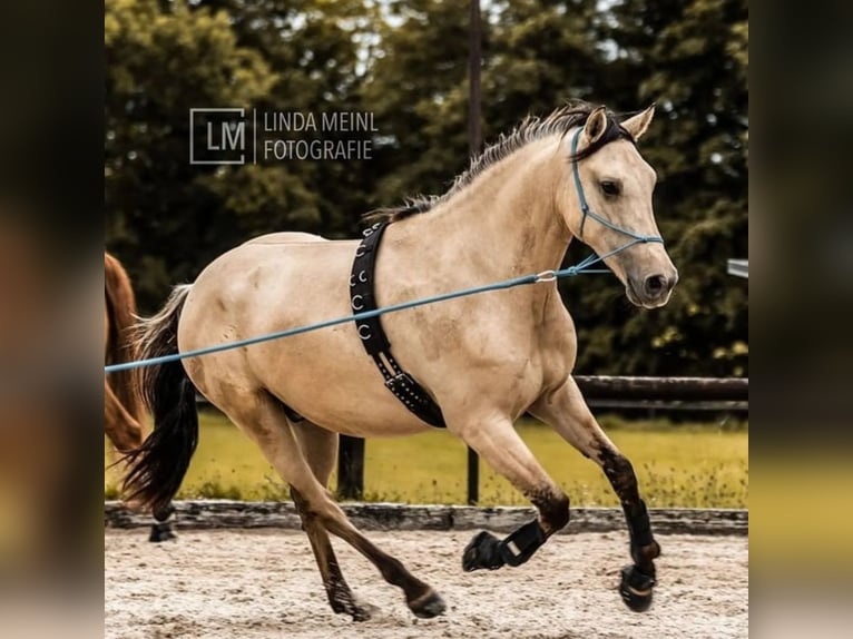 Andalou Hongre 8 Ans 165 cm Buckskin in Rossau