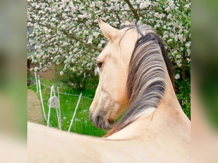 Andalou Hongre 8 Ans 165 cm Buckskin in Striegistal