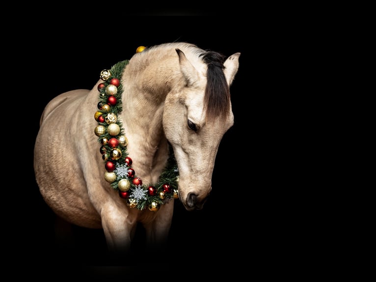 Andalou Hongre 8 Ans 165 cm Buckskin in Striegistal