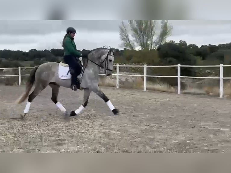 Andalou Hongre 8 Ans 165 cm Gris pommelé in Ermelo