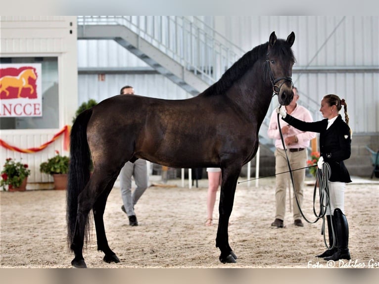 Andalou Hongre 8 Ans 170 cm Buckskin in Milín