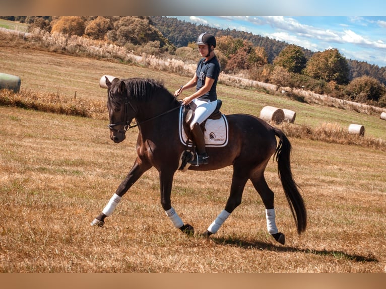 Andalou Hongre 8 Ans 170 cm Buckskin in Milín