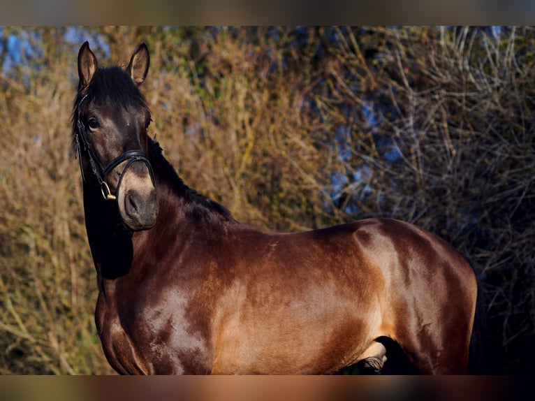 Andalou Hongre 8 Ans 170 cm Buckskin in Milín