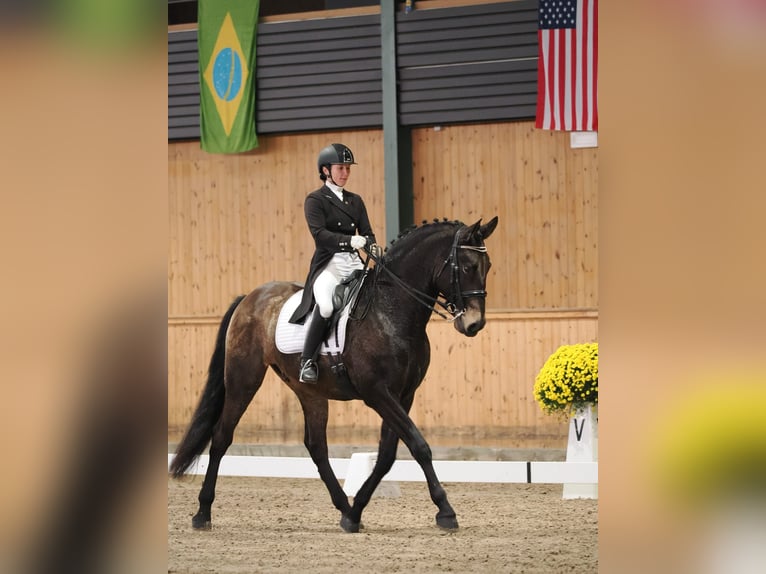 Andalou Hongre 8 Ans 170 cm Buckskin in Milín