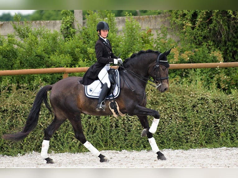 Andalou Hongre 8 Ans 170 cm Buckskin in Milín