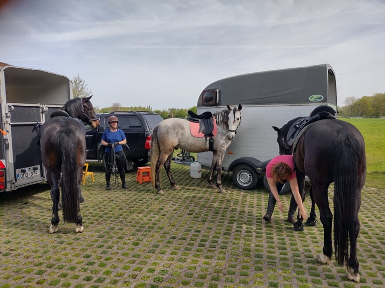 Andalou Hongre 8 Ans 170 cm Gris in Kasterlee