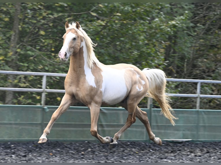 Andalou Hongre 8 Ans in Küssaberg