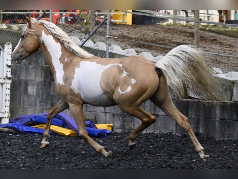 Andalou Hongre 8 Ans in Küssaberg