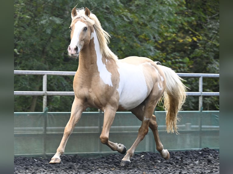 Andalou Hongre 8 Ans in Küssaberg