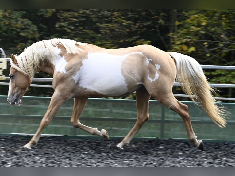 Andalou Hongre 8 Ans in Küssaberg