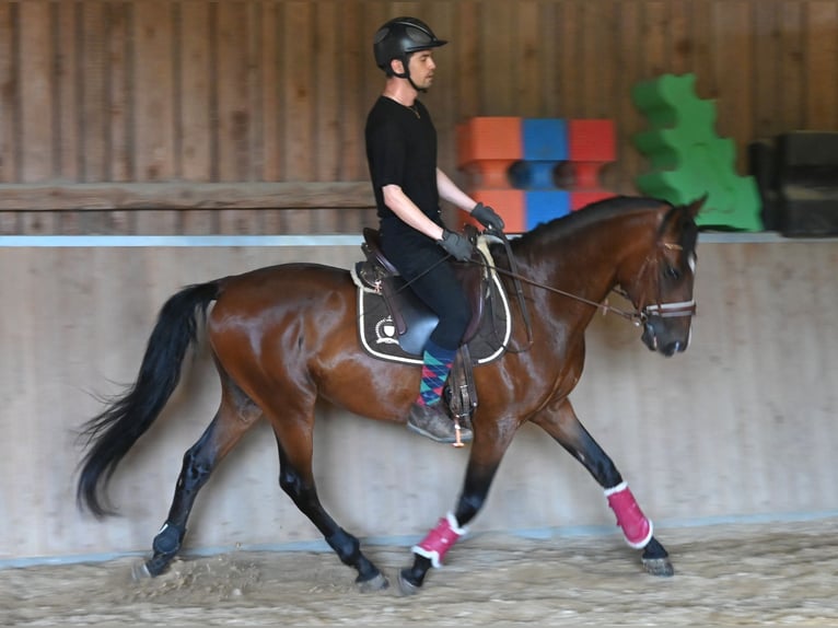 Andalou Hongre 8 Ans in Klettgau