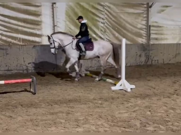 Andalou Hongre 8 Ans Gris in Rechnitz