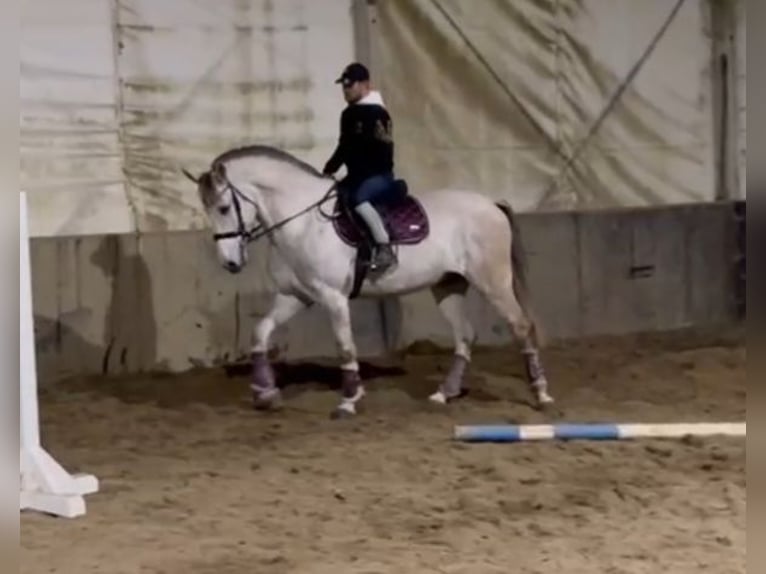 Andalou Hongre 8 Ans Gris in Rechnitz