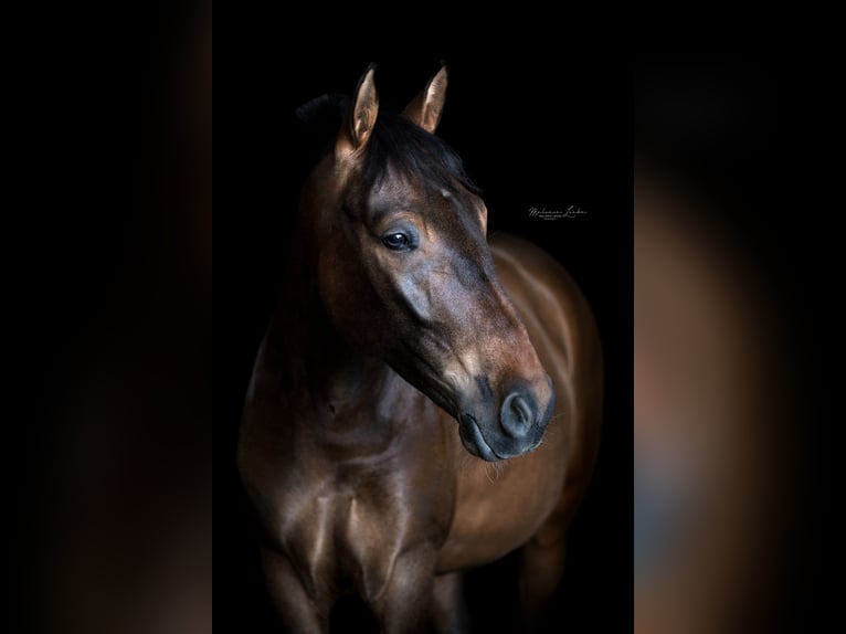 Andalou Croisé Hongre 9 Ans 150 cm Bai brun in Schalchen