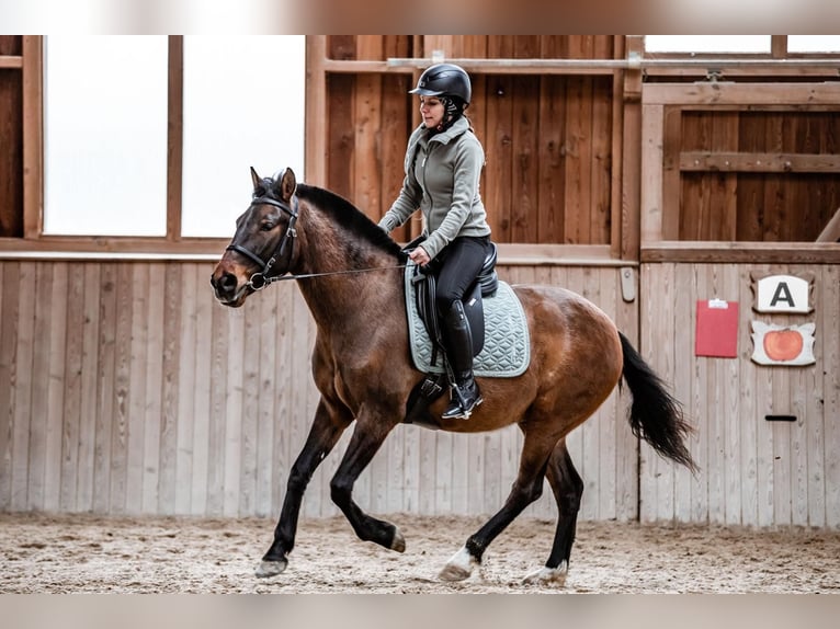 Andalou Croisé Hongre 9 Ans 150 cm Bai brun in Schalchen