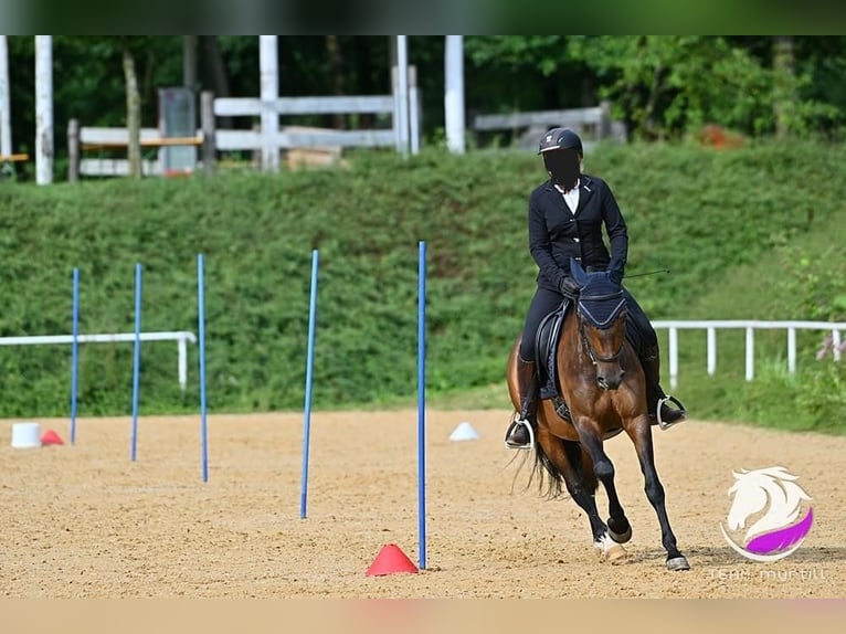 Andalou Croisé Hongre 9 Ans 150 cm Bai brun in Schalchen