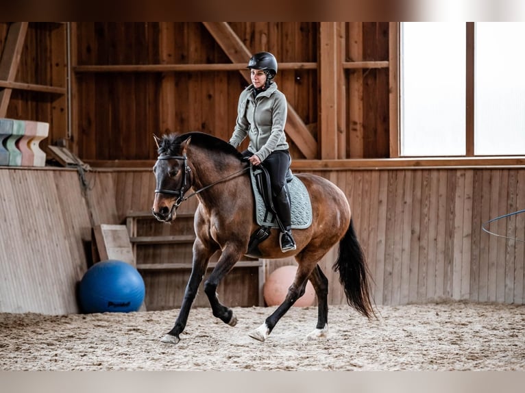 Andalou Croisé Hongre 9 Ans 150 cm Bai brun in Schalchen