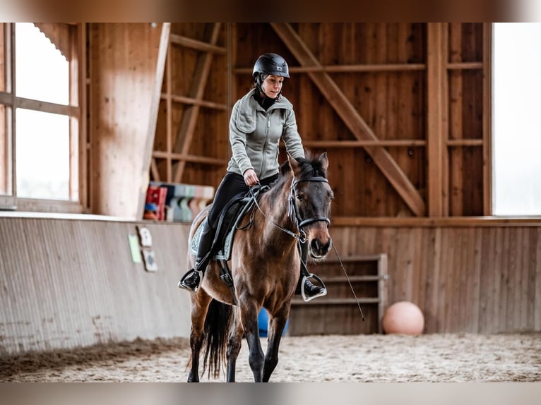 Andalou Croisé Hongre 9 Ans 150 cm Bai brun in Schalchen