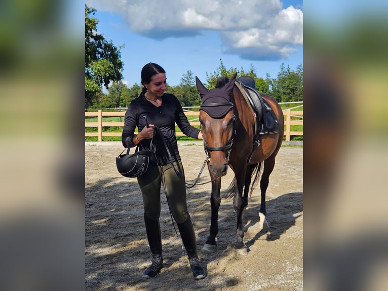 Andalou Croisé Hongre 9 Ans 150 cm Bai brun in Schalchen