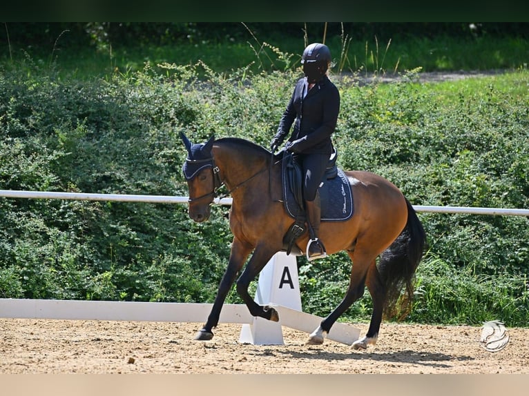 Andalou Croisé Hongre 9 Ans 150 cm Bai brun in Schalchen