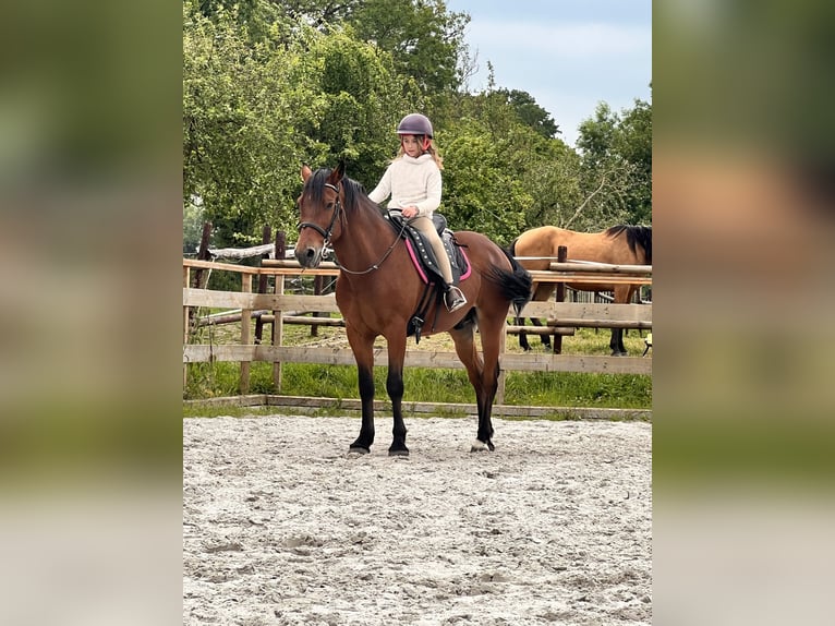 Andalou Hongre 9 Ans 150 cm Bai in Aachen