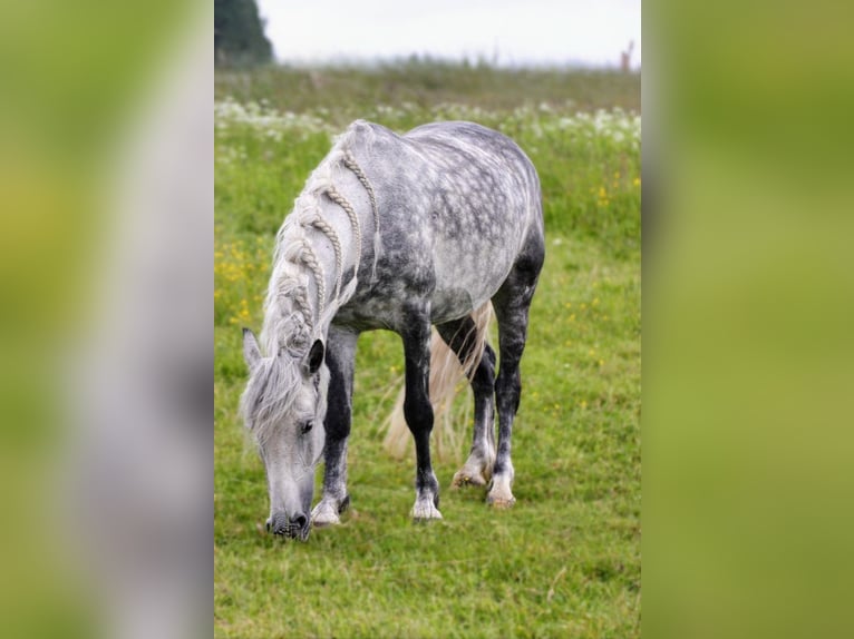 Andalou Croisé Hongre 9 Ans 151 cm Gris pommelé in Scheibenberg