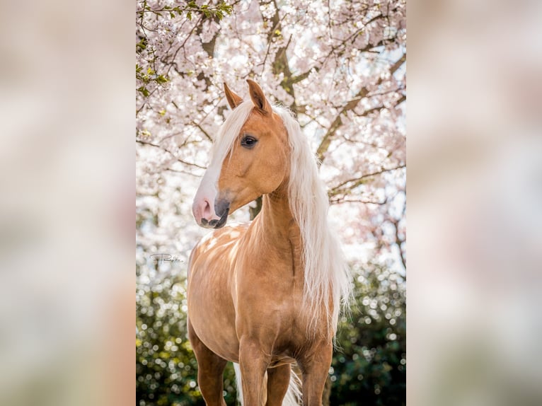 Andalou Hongre 9 Ans 154 cm Palomino in Venlo