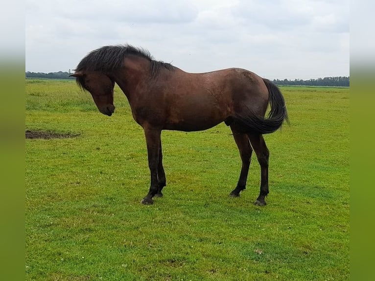 Andalou Hongre 9 Ans 155 cm Bai in Nordenham