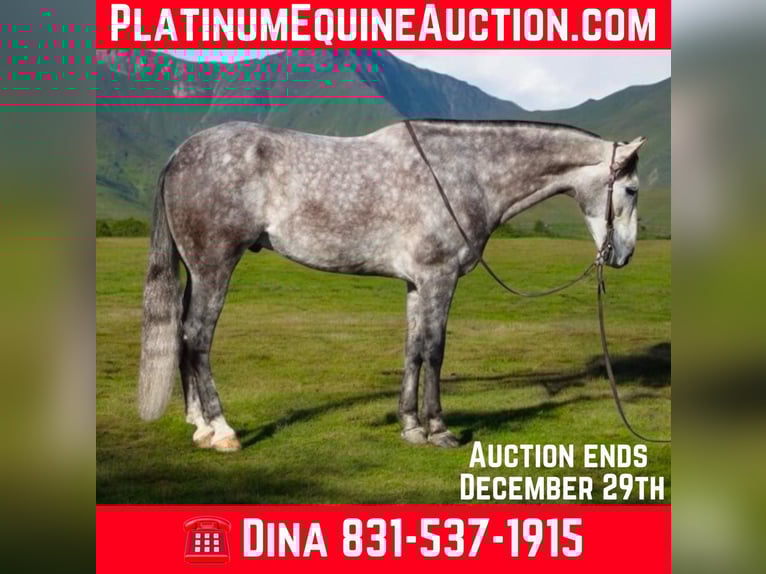 Andalou Hongre 9 Ans 155 cm Gris pommelé in Paicines, CA