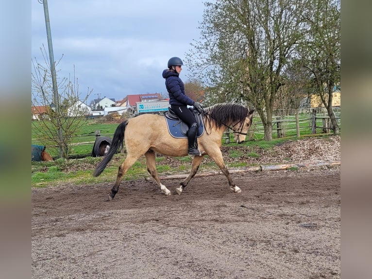 Andalou Croisé Hongre 9 Ans 156 cm Isabelle in Karlshuld