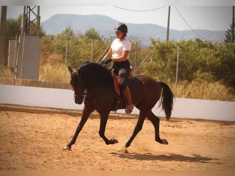 Andalou Hongre 9 Ans 158 cm Bai in Valencia