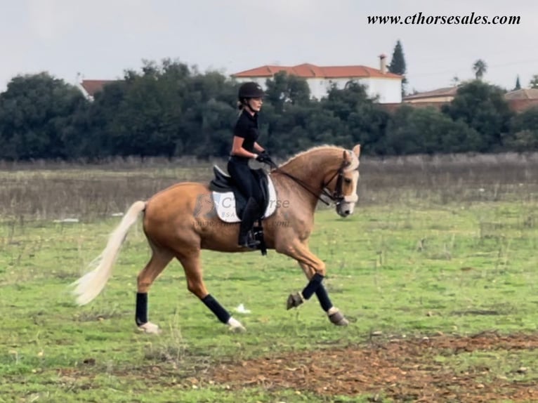 Andalou Hongre 9 Ans 158 cm Palomino in Sevilla