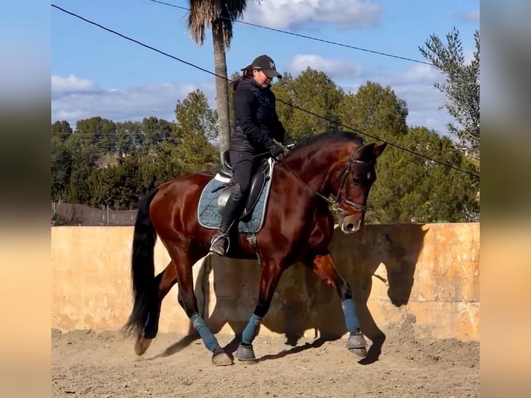 Andalou Hongre 9 Ans 160 cm Bai brun in Martfeld