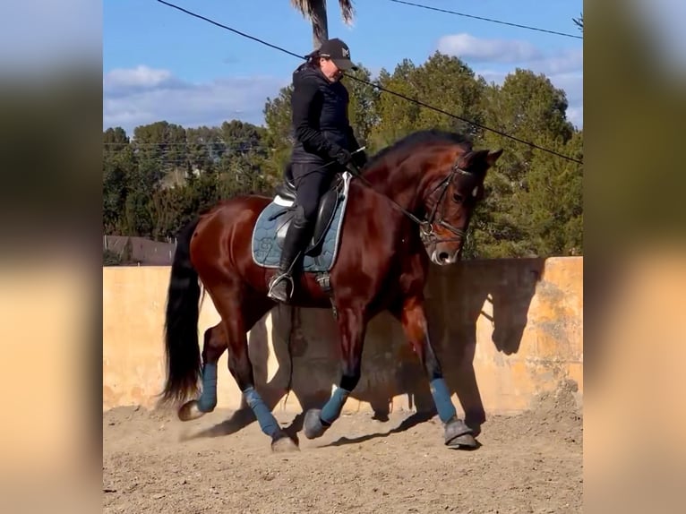 Andalou Hongre 9 Ans 160 cm Bai brun in Martfeld