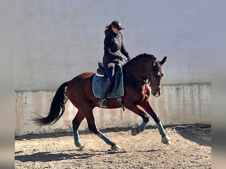 Andalou Hongre 9 Ans 160 cm Bai brun in Martfeld