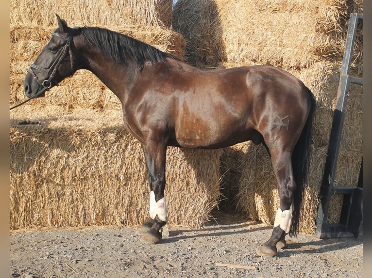 Andalou Hongre 9 Ans 160 cm Bai cerise in Malaga