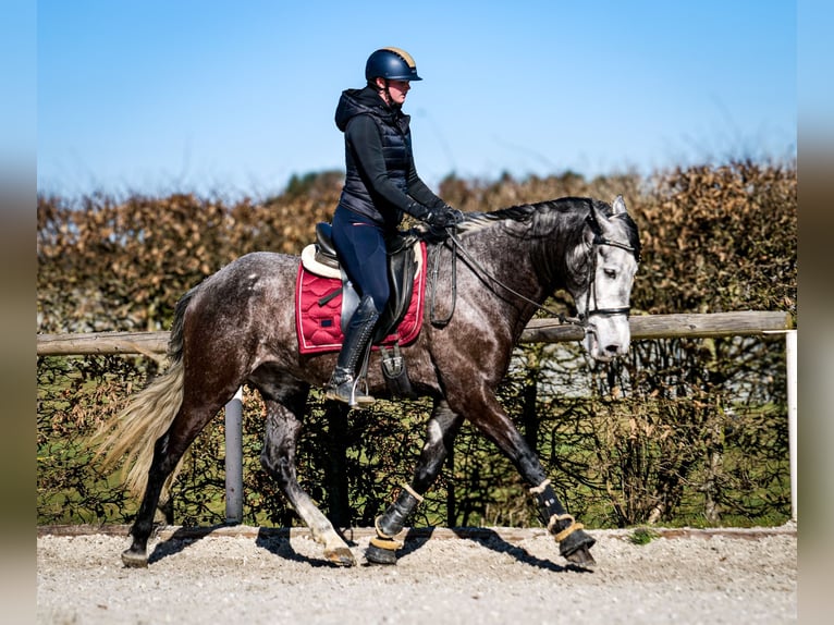 Andalou Hongre 9 Ans 162 cm Gris noir in Neustadt (Wied)