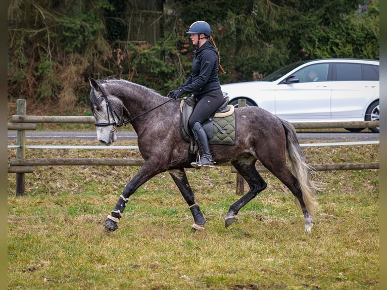 Andalou Hongre 9 Ans 162 cm Gris noir in Neustadt (Wied)