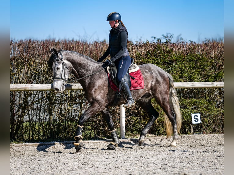 Andalou Hongre 9 Ans 162 cm Gris noir in Neustadt (Wied)