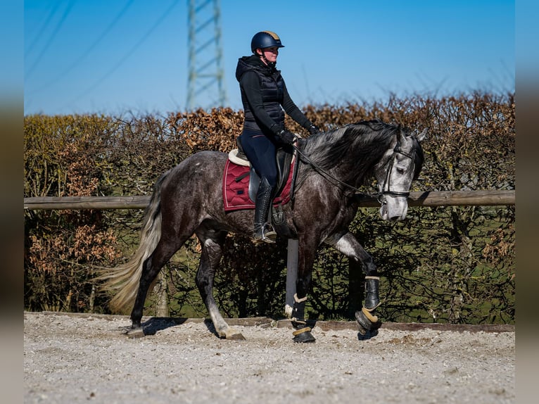 Andalou Hongre 9 Ans 162 cm Gris noir in Neustadt (Wied)