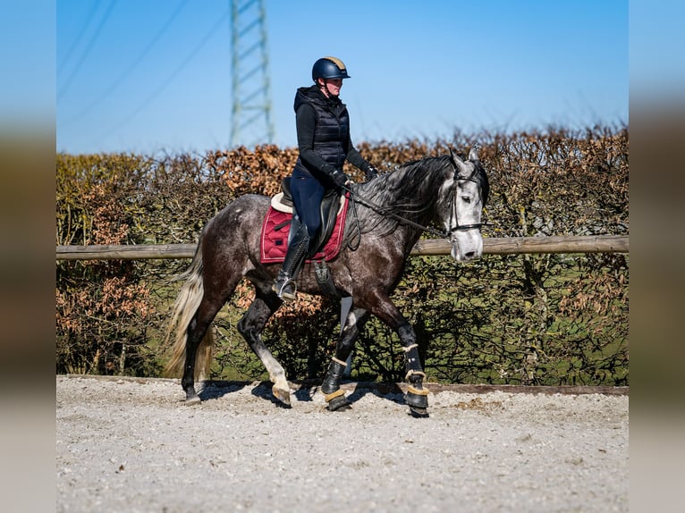 Andalou Hongre 9 Ans 162 cm Gris noir in Neustadt (Wied)