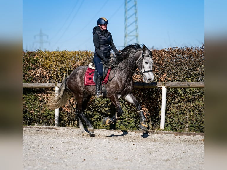 Andalou Hongre 9 Ans 162 cm Gris noir in Neustadt (Wied)