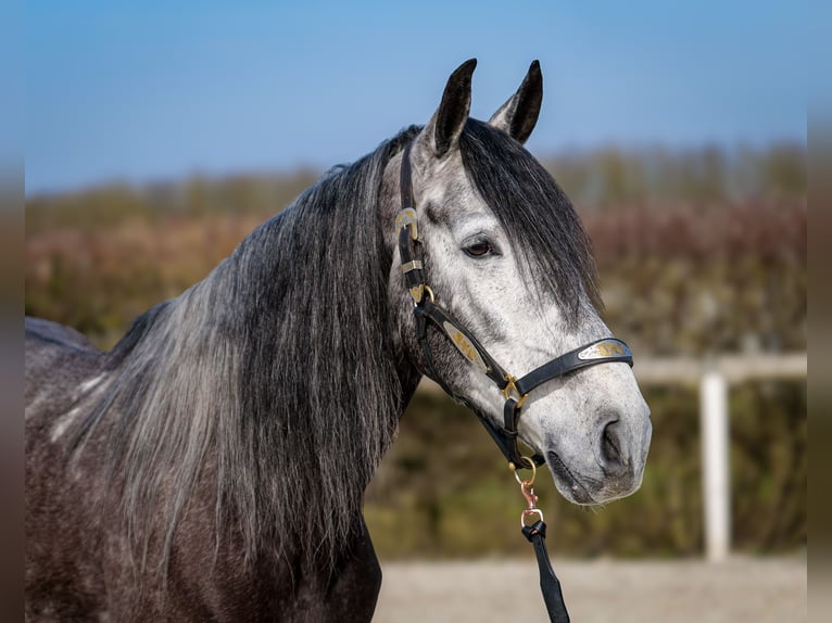 Andalou Hongre 9 Ans 162 cm Gris noir in Neustadt (Wied)