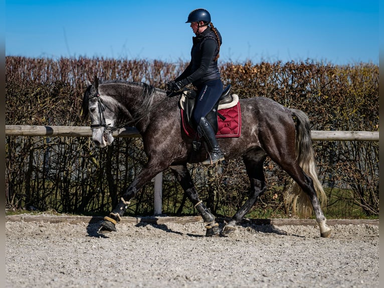 Andalou Hongre 9 Ans 162 cm Gris noir in Neustadt (Wied)