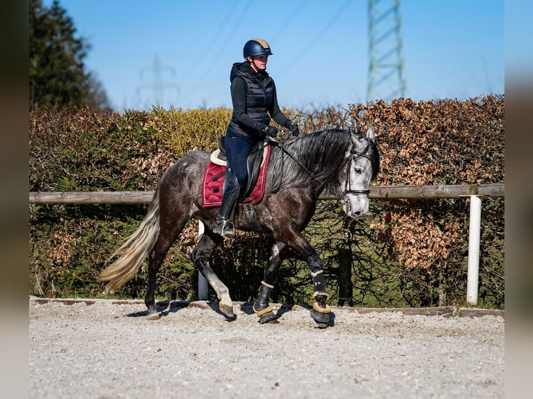 Andalou Hongre 9 Ans 162 cm Gris noir in Neustadt (Wied)