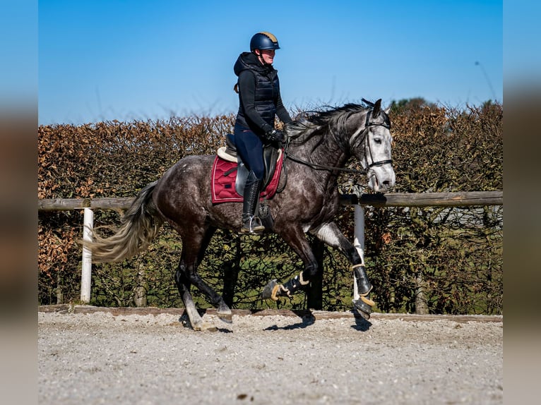 Andalou Hongre 9 Ans 162 cm Gris noir in Neustadt (Wied)