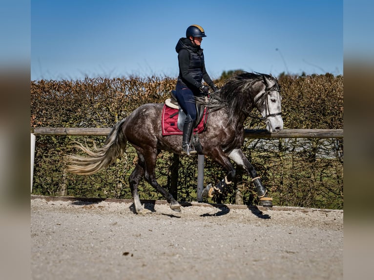 Andalou Hongre 9 Ans 162 cm Gris noir in Neustadt (Wied)