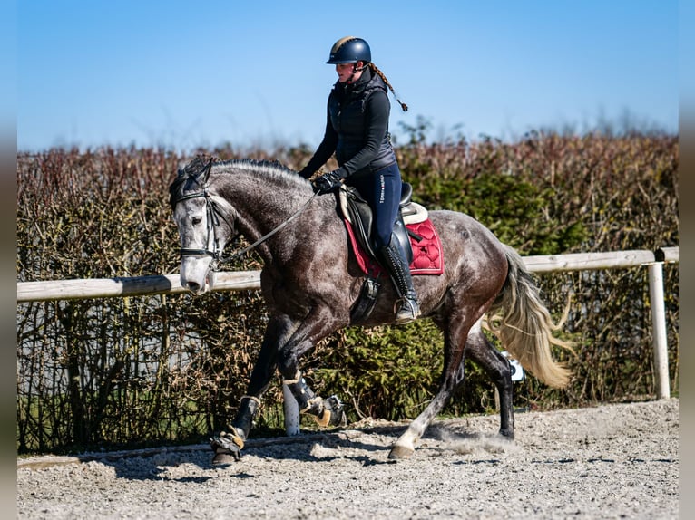 Andalou Hongre 9 Ans 162 cm Gris noir in Neustadt (Wied)