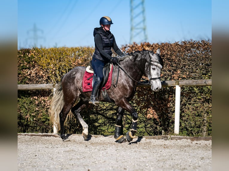 Andalou Hongre 9 Ans 162 cm Gris noir in Neustadt (Wied)